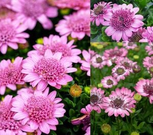 Katlı pembe bodrum papatyası fidesi osteospermum erato double pink