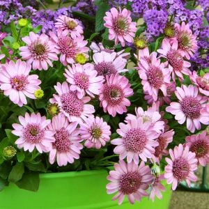 Katlı pembe bodrum papatyası fidesi osteospermum erato double pink