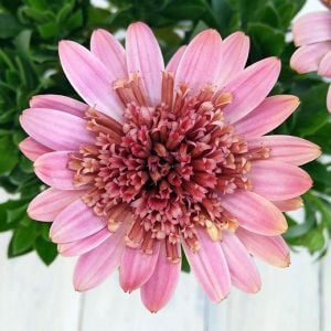 Katlı pembe bodrum papatyası fidesi osteospermum erato double pink