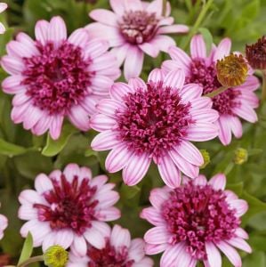 Katlı pembe bodrum papatyası fidesi osteospermum erato double pink