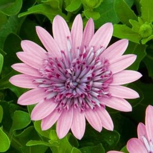 Katlı pembe bodrum papatyası fidesi osteospermum erato double pink