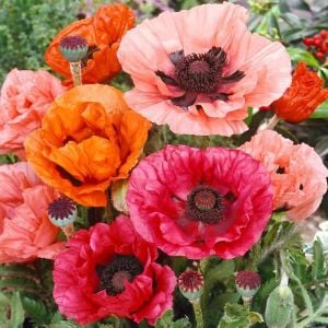 Papaver orientale tohumu gelincik çok yıllık pizzicato büyük çiçekli