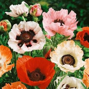 Papaver orientale tohumu gelincik çok yıllık pizzicato büyük çiçekli