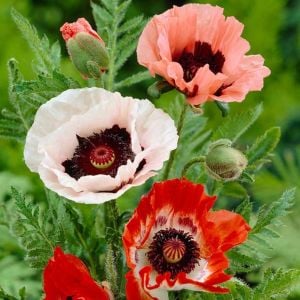 Papaver orientale tohumu gelincik çok yıllık pizzicato büyük çiçekli