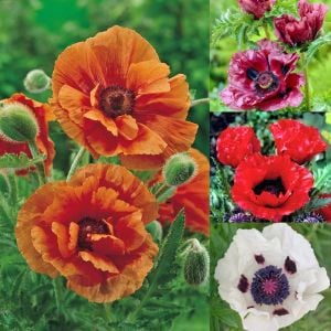 Papaver orientale tohumu gelincik çok yıllık pizzicato büyük çiçekli
