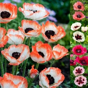 Papaver orientale tohumu gelincik çok yıllık pizzicato büyük çiçekli