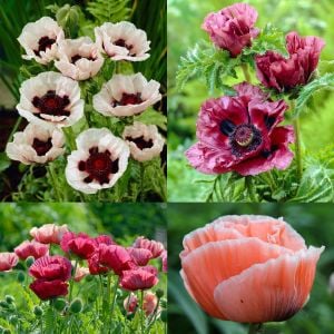 Papaver orientale tohumu gelincik çok yıllık pizzicato büyük çiçekli