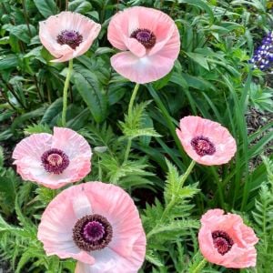 Papaver orientale tohumu gelincik çok yıllık pizzicato büyük çiçekli