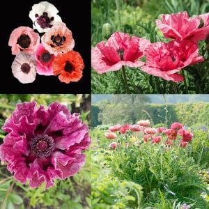 Papaver orientale tohumu gelincik çok yıllık pizzicato büyük çiçekli