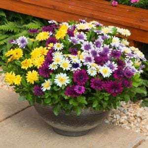 Katlı pembe bodrum papatyası fidesi osteospermum
