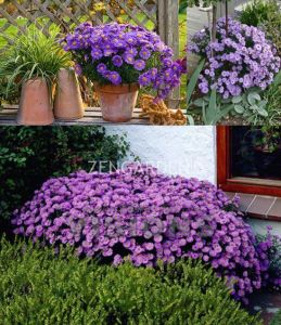 Mor mavi aster soğanı saraypatı çiçeği atton kippenberg 10 adet