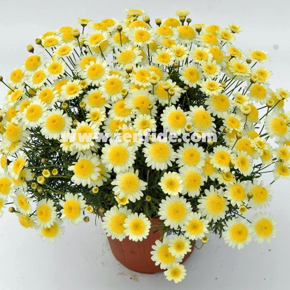 Double lemon çeşme papatyası fidesi argyranthemum fidesi