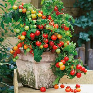 Red robin domates tohumu saksı ve pencere önü yetiştiriciliği için en ideal varyete geleneksel