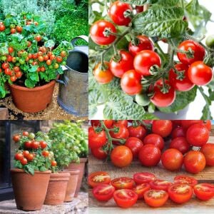 Red robin domates tohumu saksı ve pencere önü yetiştiriciliği için en ideal varyete geleneksel
