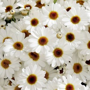 Beyaz gözlü çeşme papatyası argyranthemum fidesi teddy white eye