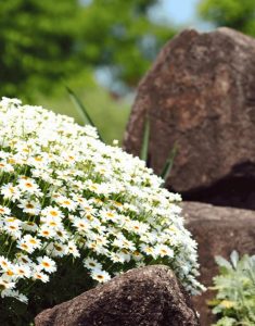Beyaz gözlü çeşme papatyası argyranthemum fidesi teddy white eye