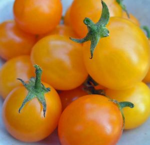 Golden nugget domates tohumu altın sarı çeri oturak tipi