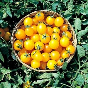 Golden nugget domates tohumu altın sarı çeri oturak tipi