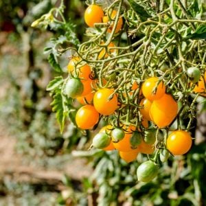 Golden nugget domates tohumu altın sarı çeri oturak tipi