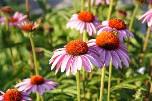 Tıbbi ekinezya fidesi echinacea angustifolia 1 adet 7 cm saksı