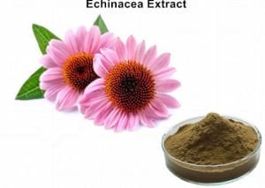 Tıbbi ekinezya fidesi echinacea angustifolia 1 adet 7 cm saksı