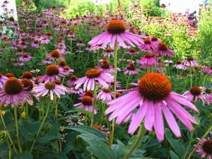 Tıbbi ekinezya fidesi echinacea angustifolia 1 adet 7 cm saksı