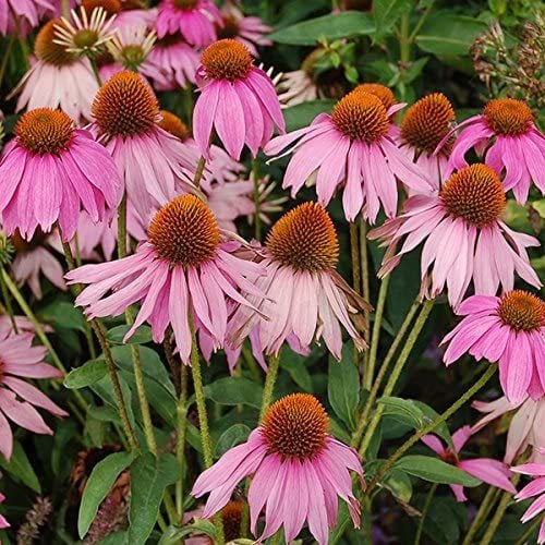 Tıbbi ekinezya fidesi echinacea angustifolia 1 adet 7 cm saksı