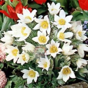Beyaz pulsatilla tohumu rüzgar çiçeği tohumu