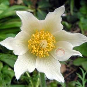 Beyaz pulsatilla tohumu rüzgar çiçeği tohumu