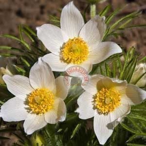 Beyaz pulsatilla tohumu rüzgar çiçeği tohumu