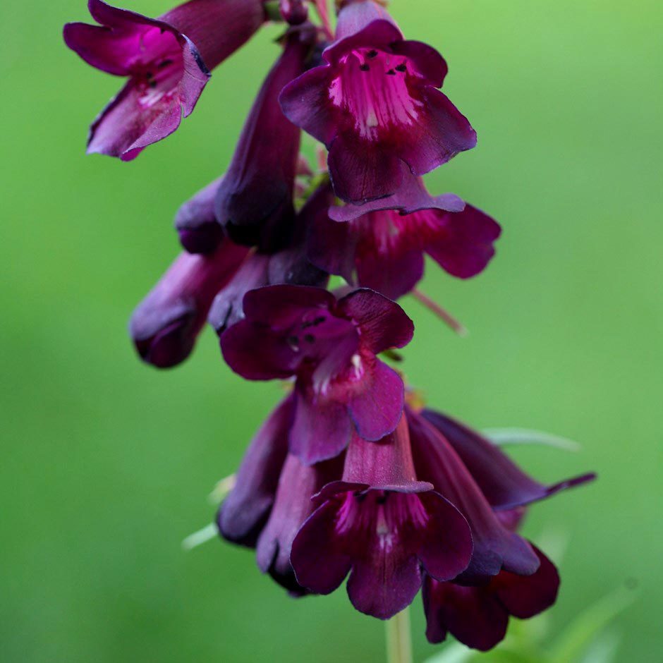 Kuzgun penstemon fidesi çok yıllık raven bird series