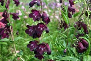 Kuzgun penstemon fidesi çok yıllık raven bird series