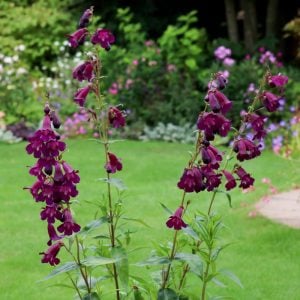 Kuzgun penstemon fidesi çok yıllık raven bird series