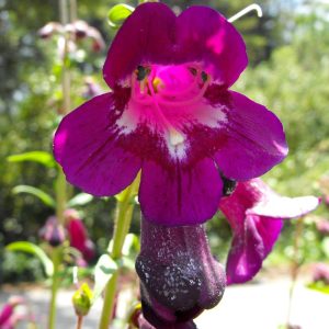 Kuzgun penstemon fidesi çok yıllık raven bird series
