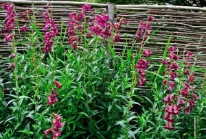 Kuzgun penstemon fidesi çok yıllık raven bird series