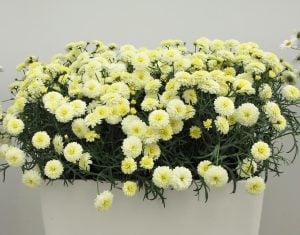 Katlı sarı çeşme papatyası fidesi argyranthemum double primrose 3 fide