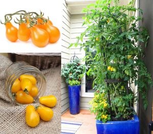 Sarı ampul domates tohumu geleneksel armut domatesi yellow pear heirloom