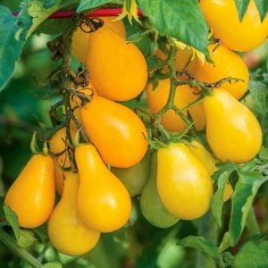 Sarı ampul domates tohumu geleneksel armut domatesi yellow pear heirloom