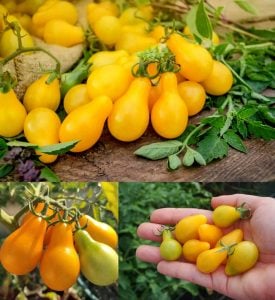 Sarı ampul domates tohumu geleneksel armut domatesi yellow pear heirloom