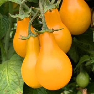 Sarı ampul domates tohumu geleneksel armut domatesi yellow pear heirloom