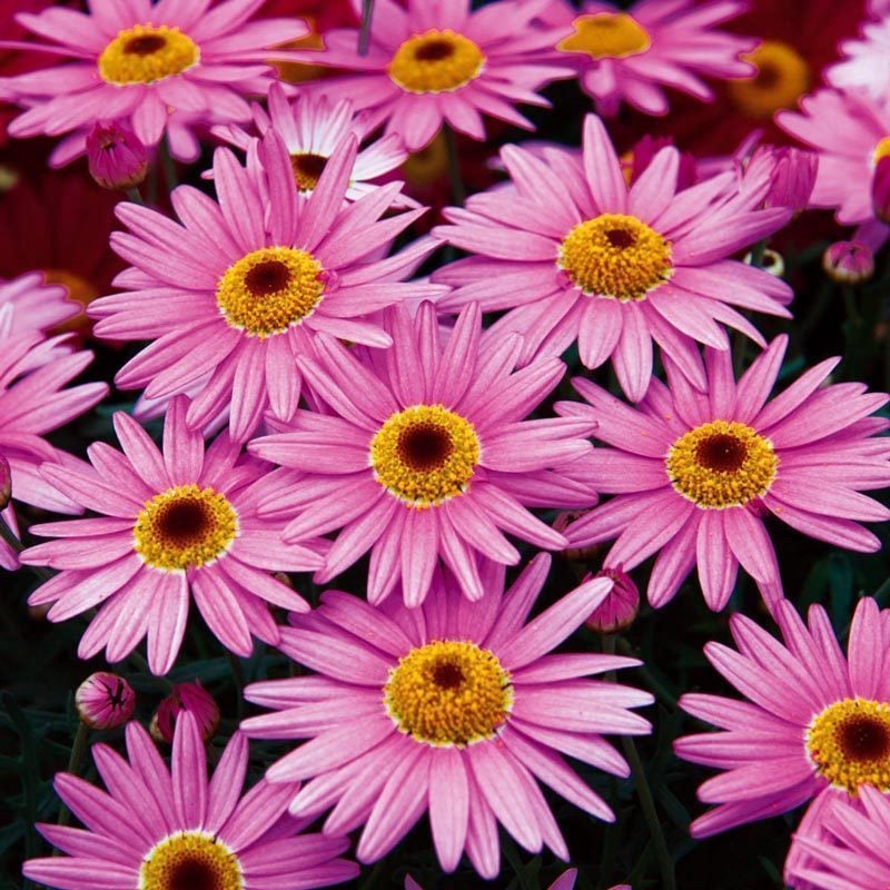 Gözlü pembe çeşme papatyası fidesi argyranthemum pink eye 3 fide