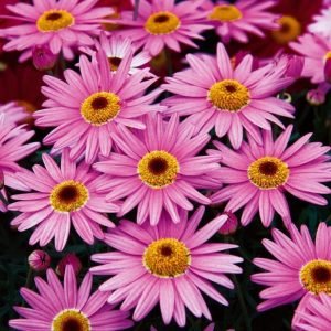 Gözlü pembe çeşme papatyası fidesi argyranthemum pink eye 3 fide