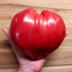 Oxheart yürek domates tohumu geleneksel pembe domates