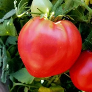 Oxheart yürek domates tohumu geleneksel pembe domates