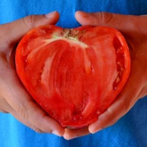 Oxheart yürek domates tohumu geleneksel pembe domates