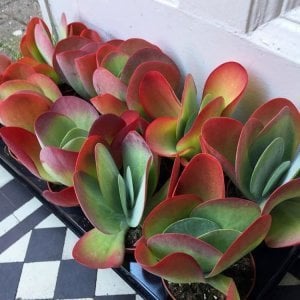 Kalanchoe luciae flapjacks sukulent bitki