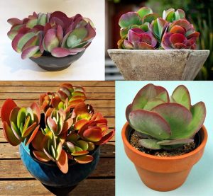 Kalanchoe luciae flapjacks sukulent bitki