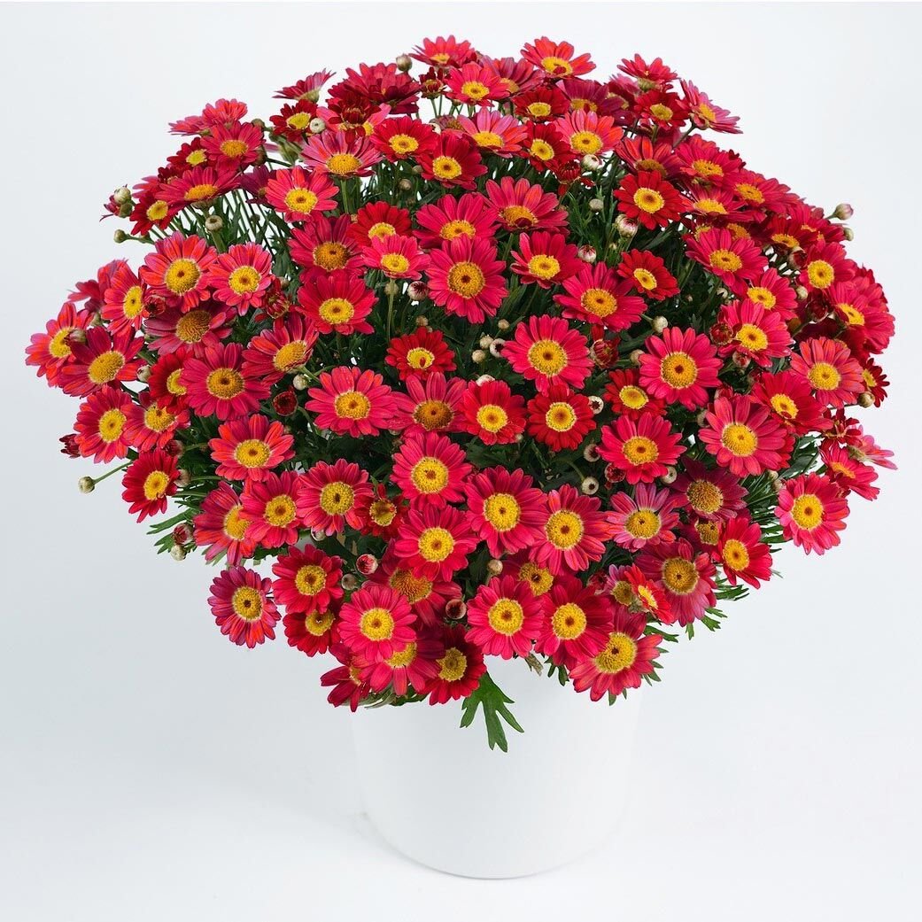 Kırmızı çeşme papatyası fidesi argyranthemum aramis red