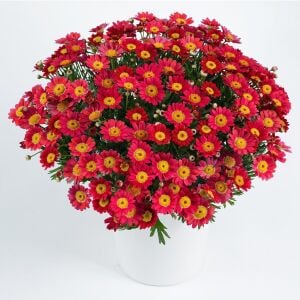 Kırmızı çeşme papatyası fidesi argyranthemum aramis red
