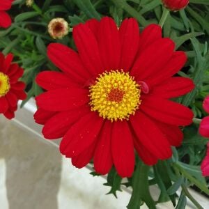 Kırmızı çeşme papatyası fidesi argyranthemum aramis red